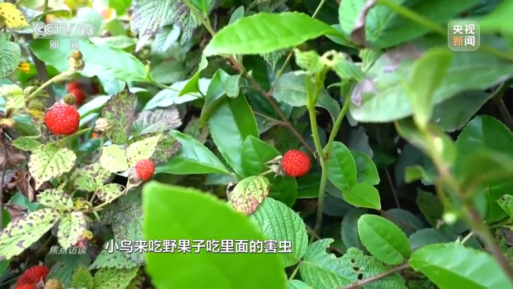 完美电竞焦点访谈丨十年光景 罗山县如何蝶变“白鸟乐园”(图8)