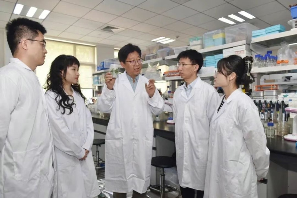 山东农业大学李传友团队揭示植物再生新机制