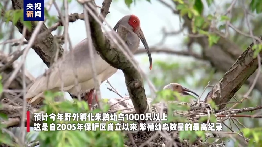 陕西汉中繁育朱鹮幼鸟数量创新高