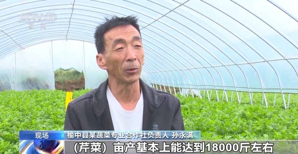兰州高原夏菜上市 每天有2000吨蔬菜发往南方市场(图1)