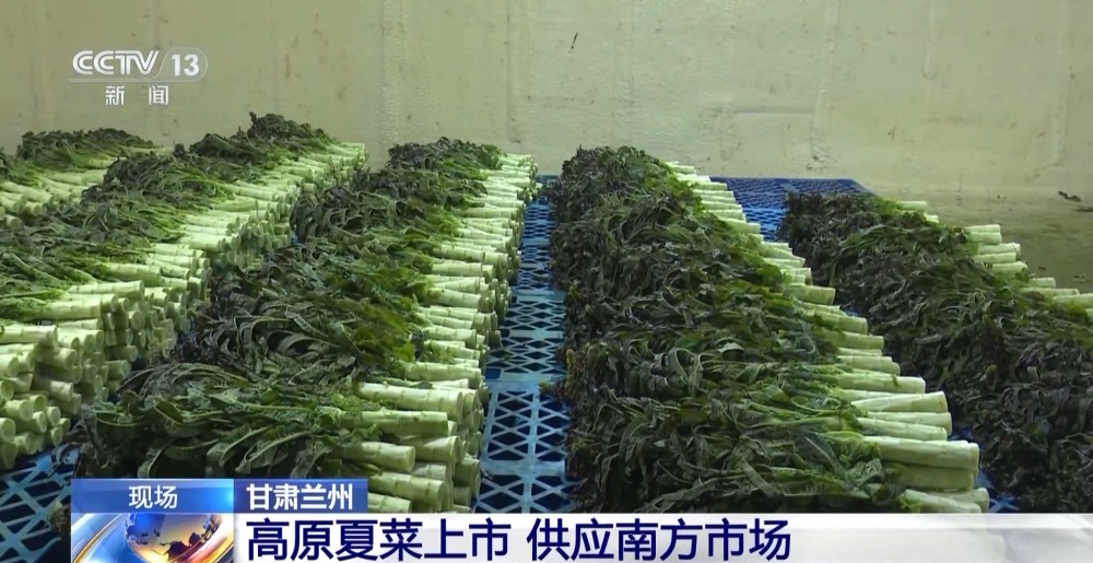 兰州高原夏菜上市 每天有2000吨蔬菜发往南方市场(图2)