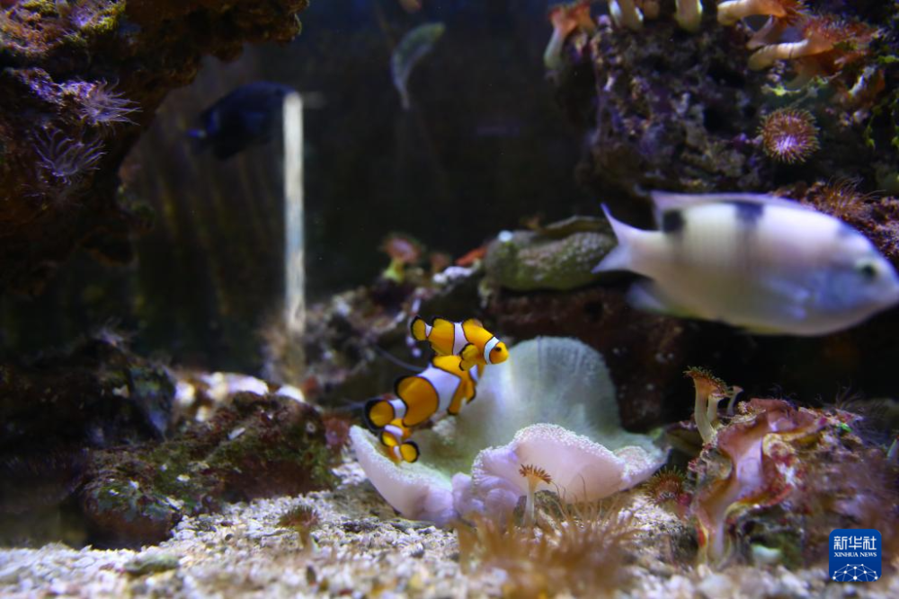 壁纸 动物 海底 海底世界 海洋馆 水族馆 鱼 鱼类 1000_667