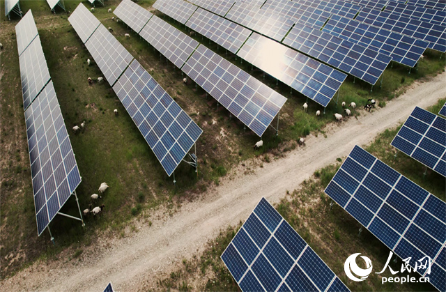 羊群在青海省海南州共和县塔拉滩的光伏园区内吃草