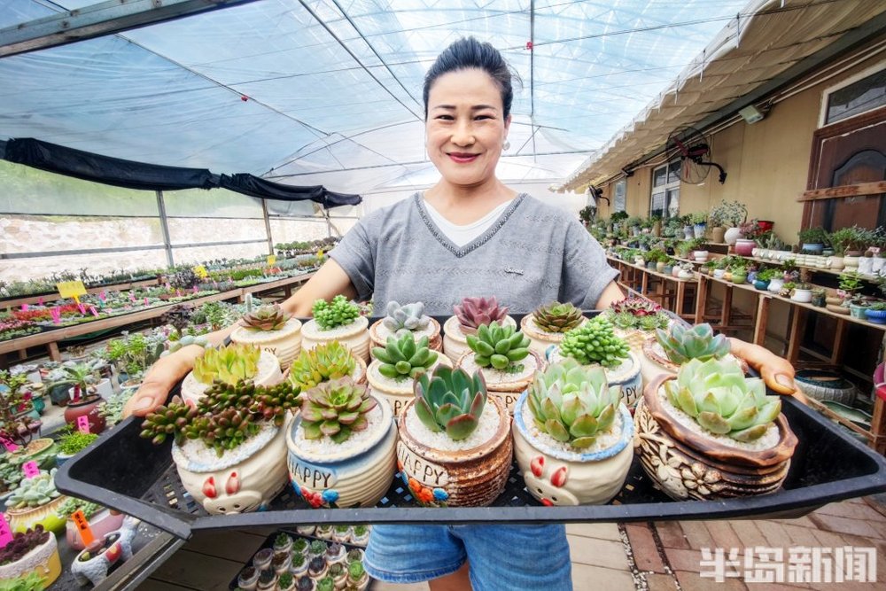 一竞技下载佳节将至多肉植物“受宠”(图1)