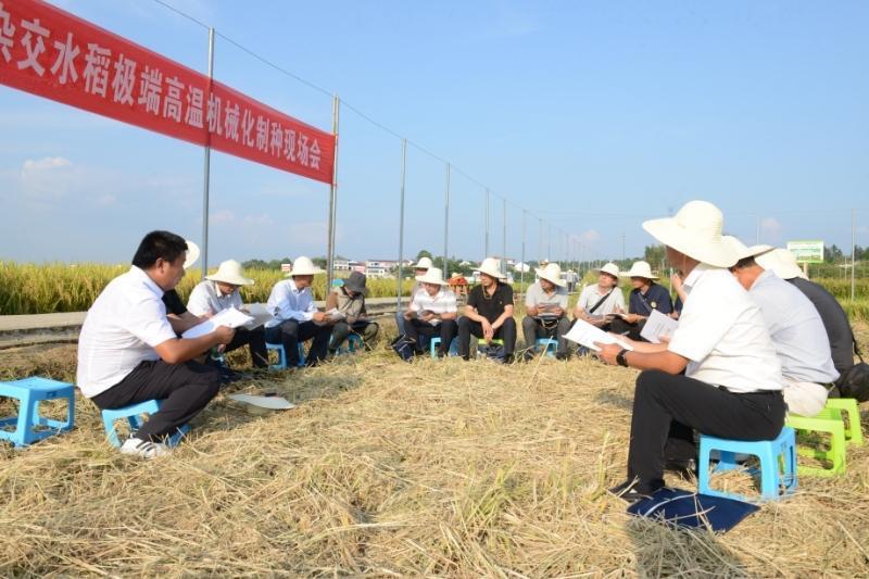 我科研团队成功培育出耐高温、可机械化稳定制种水稻品种