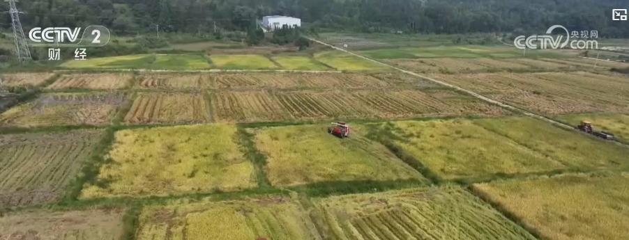 全国秋收进入高峰期，江西中稻、新疆棉花等多地农作物喜迎丰收