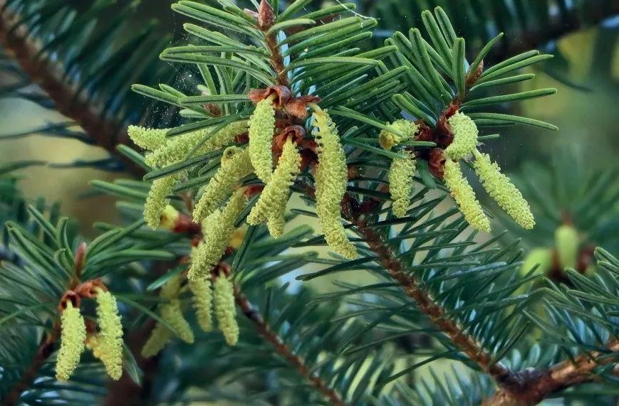 首页>浙江频道>图读浙江>百山祖冷杉此外,丽水将全市76.