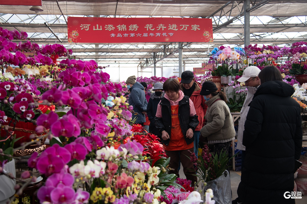 美嘉体育下载青岛市第六届年宵花节开幕(图1)