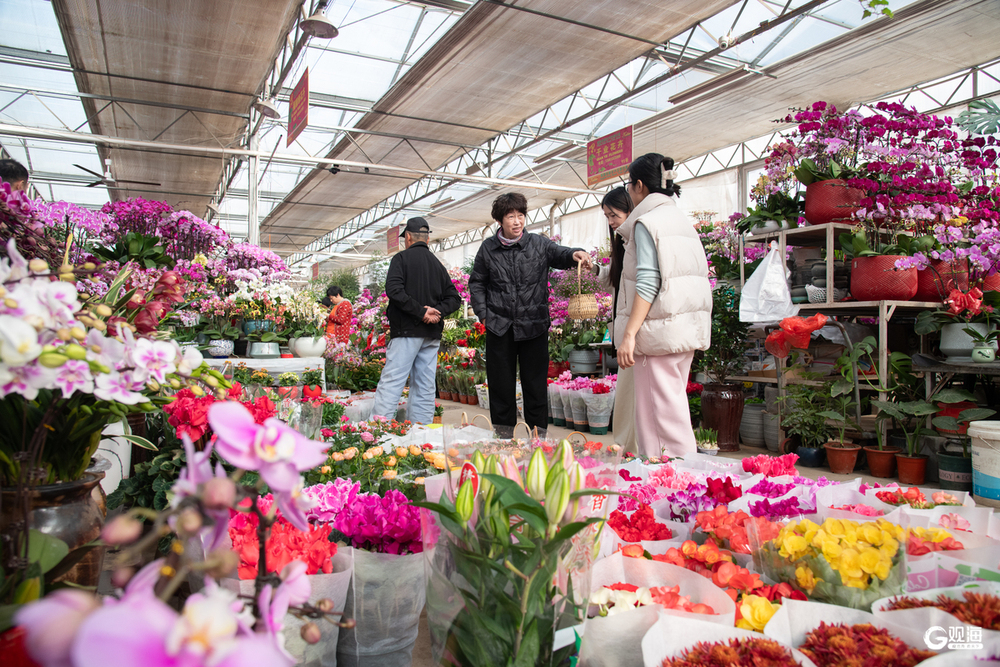 美嘉体育下载青岛市第六届年宵花节开幕(图2)