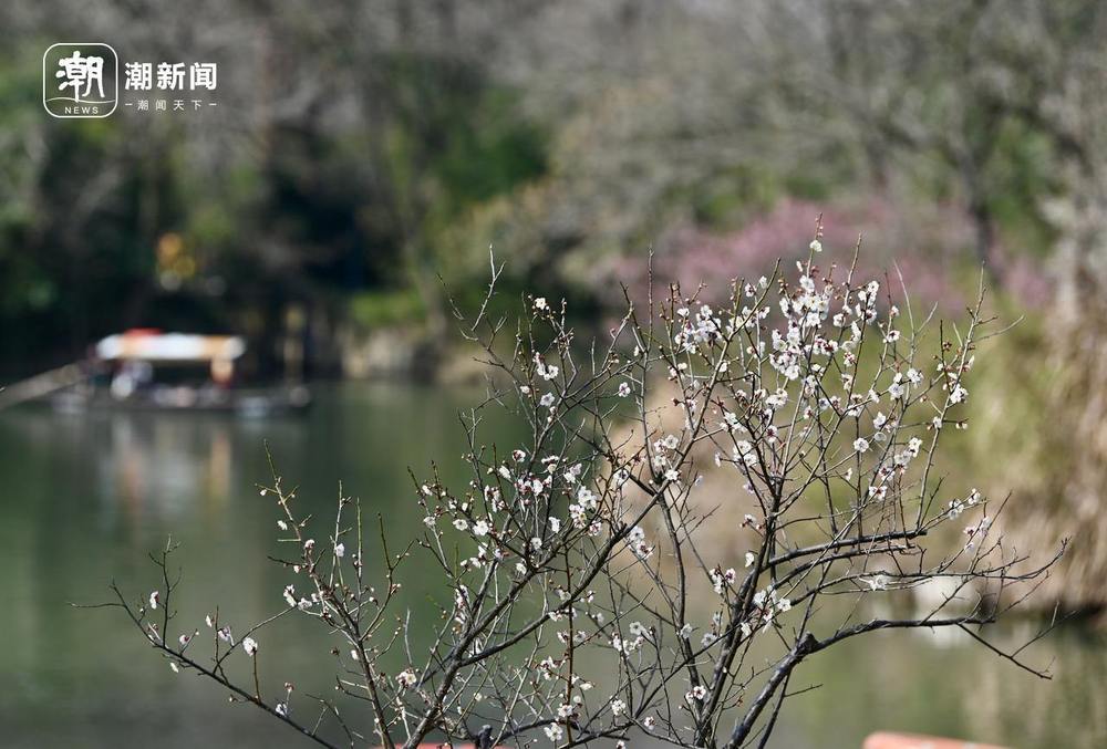 杭州西溪赏梅正当时_央广网