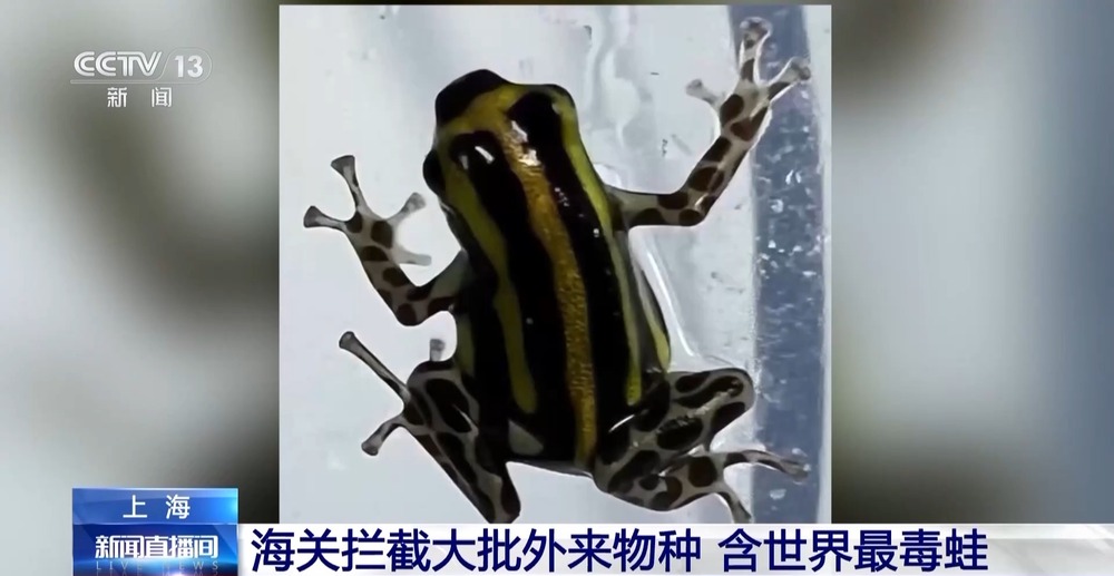 警惕“异宠”入侵！海关截获世界最毒蛙_央广网