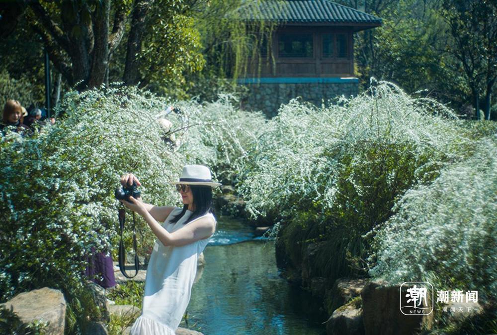杭州雪柳爆红春日赏花新宠儿_央广网