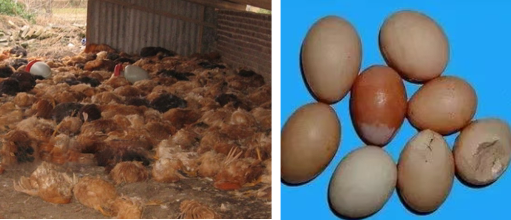 不要碰！不要碰！路边遇到这种诡异姿势的鸟赶紧远离