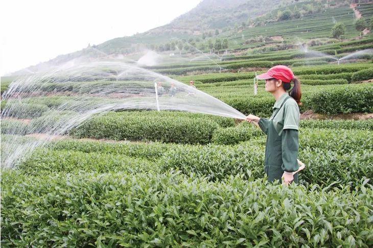 何以中国丨在福建“威客电竞平台呷茶”可不是一句客套话(图2)