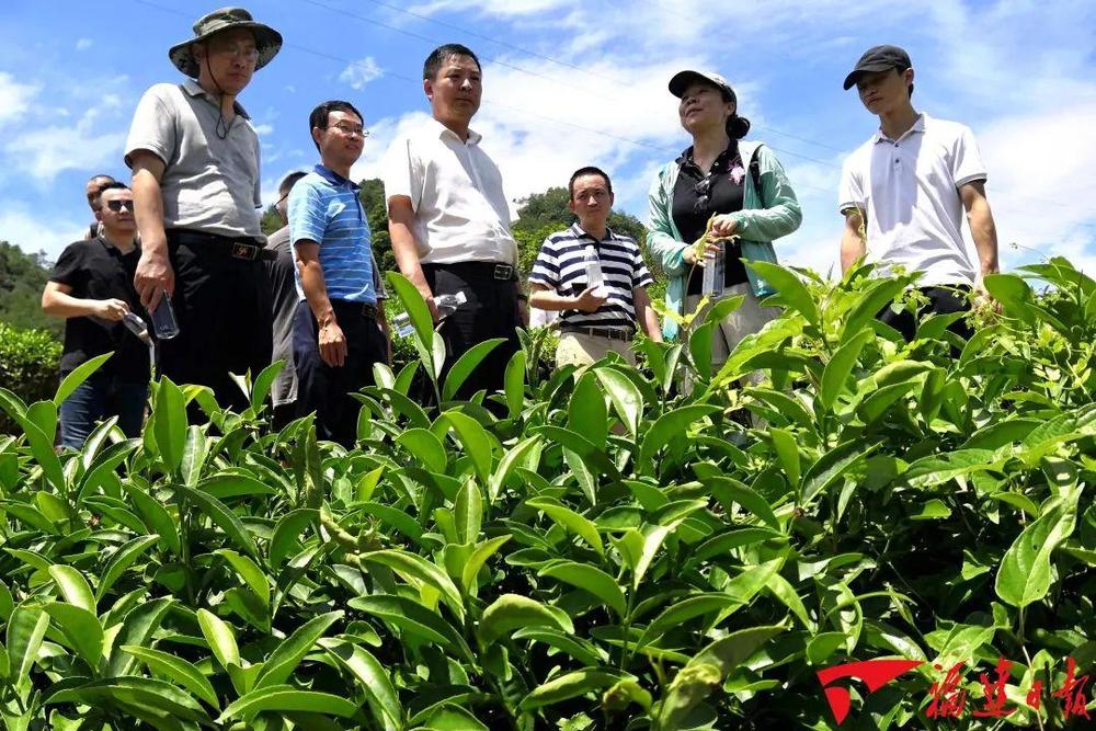 何以中国丨在福建“威客电竞平台呷茶”可不是一句客套话(图1)