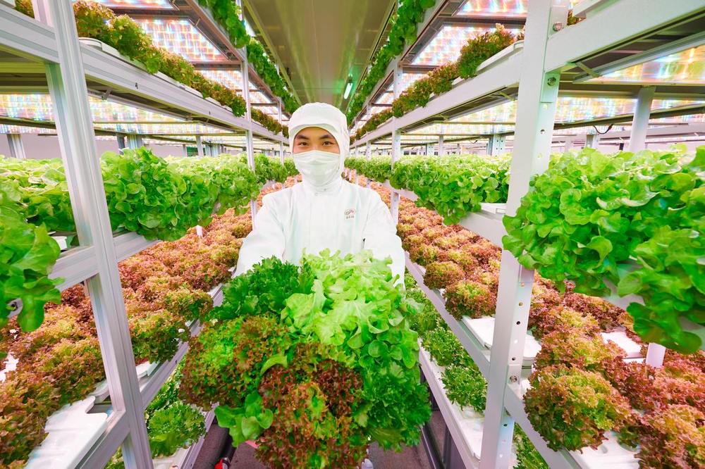 开云体育网址下一站沙特“滨江造”AI植物工厂成功出海(图2)
