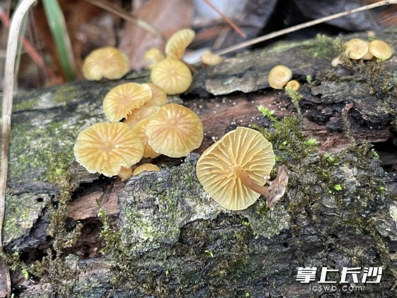 lw߂