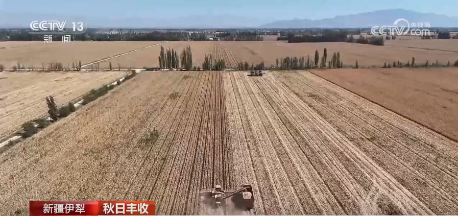 特色产业绘就乡村振兴新图景  希望的田野上一派秋日好“丰”景