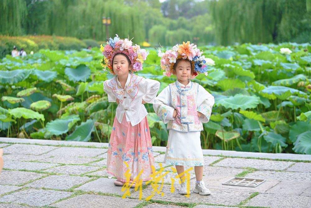 一年四季 泉在濟南丨初秋明湖雨荷打卡 泉城美景入畫來