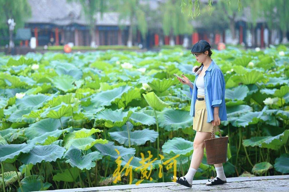 一年四季 泉在濟南丨初秋明湖雨荷打卡 泉城美景入畫來