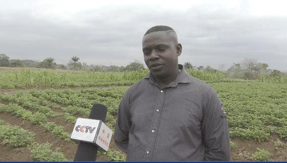 共筑金色梦想丨中国技术为刚果(布)开“粮”方:“这是最优质的木薯粉”