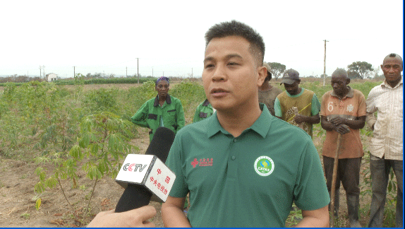 共筑金色梦想丨中国技术为刚果(布)开“粮”方:“这是最优质的木薯粉”