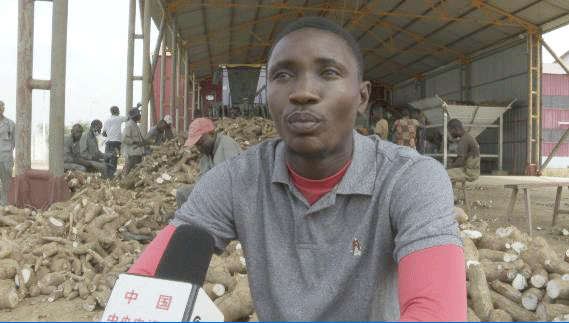 共筑金色梦想丨中国技术为刚果(布)开“粮”方:“这是最优质的木薯粉”