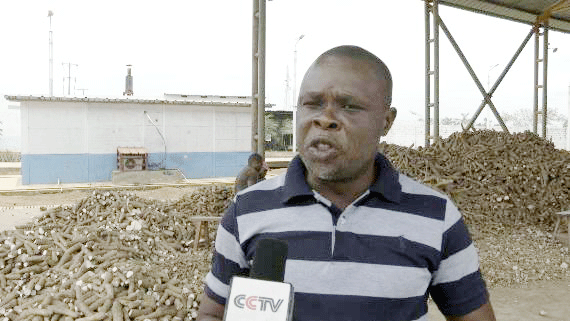 共筑金色梦想丨中国技术为刚果(布)开“粮”方:“这是最优质的木薯粉”