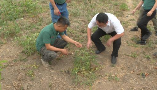 共筑金色梦想丨中国技术为刚果(布)开“粮”方:“这是最优质的木薯粉”