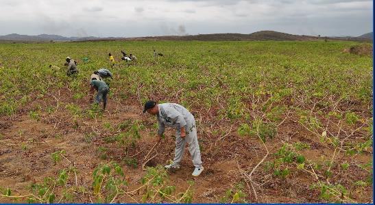 共筑金色梦想丨中国技术为刚果(布)开“粮”方:“这是最优质的木薯粉”