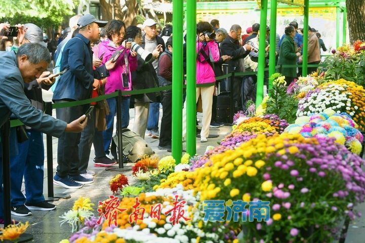 花海模式已開啟,趵突泉菊展最佳觀賞期來了!