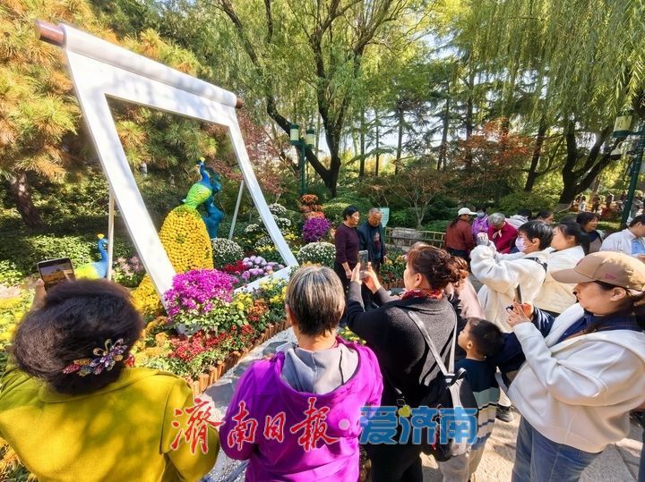 花海模式已開啟,趵突泉菊展最佳觀賞期來了!