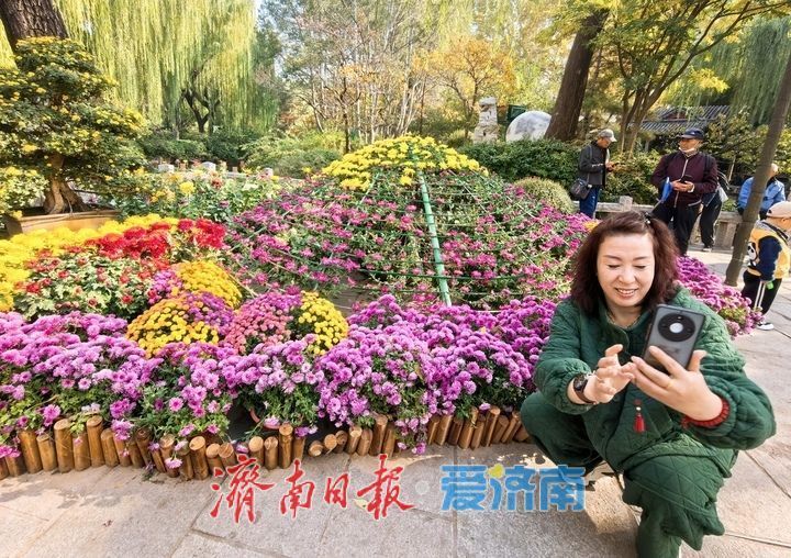 花海模式已開啟,趵突泉菊展最佳觀賞期來了!