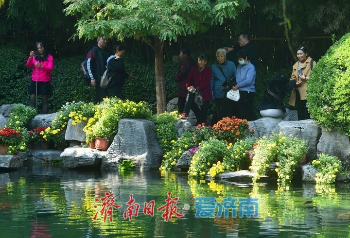 花海模式已開啟,趵突泉菊展最佳觀賞期來了!