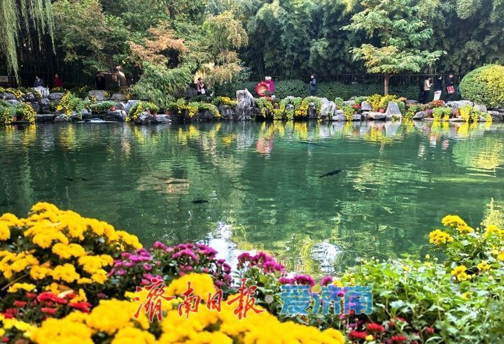 花海模式已開啟,趵突泉菊展最佳觀賞期來了!