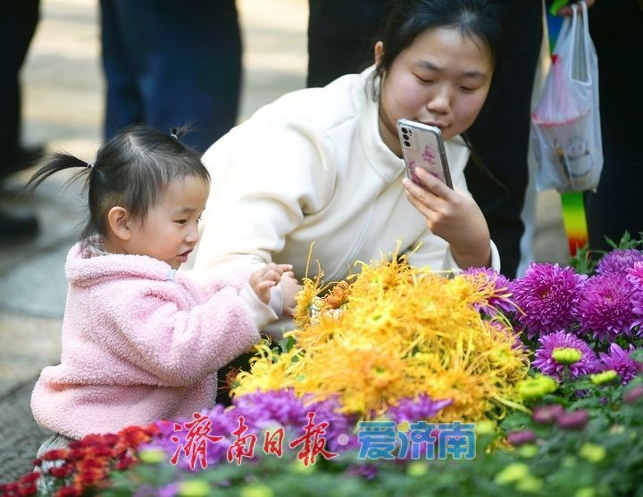 花海模式已開啟,趵突泉菊展最佳觀賞期來了!