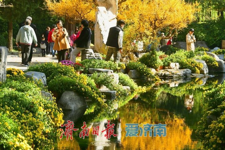 花海模式已開啟,趵突泉菊展最佳觀賞期來了!