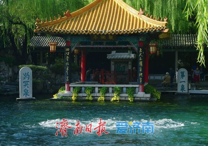 花海模式已開啟,趵突泉菊展最佳觀賞期來了!