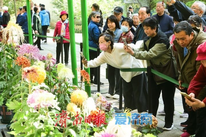 花海模式已開啟,趵突泉菊展最佳觀賞期來了!