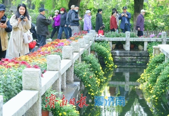 花海模式已開啟,趵突泉菊展最佳觀賞期來了!