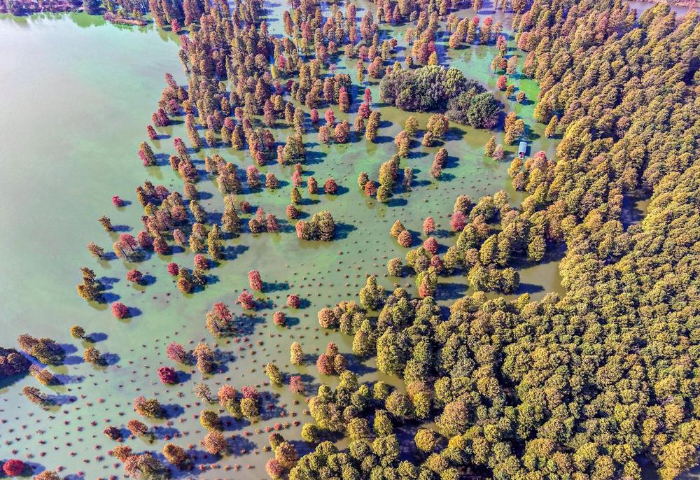 DJI_20251102111203_0094_D - 副本