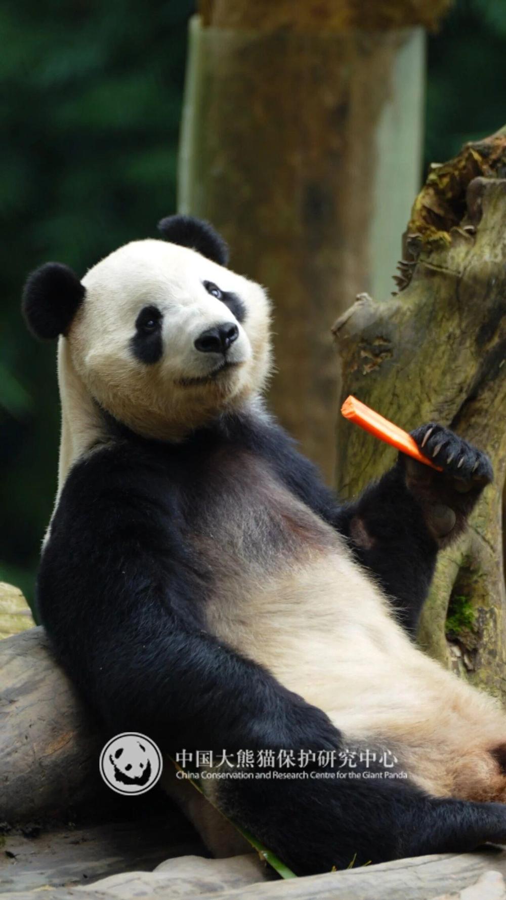 大熊猫“辰星”、“晓月”赴马来西亚定居