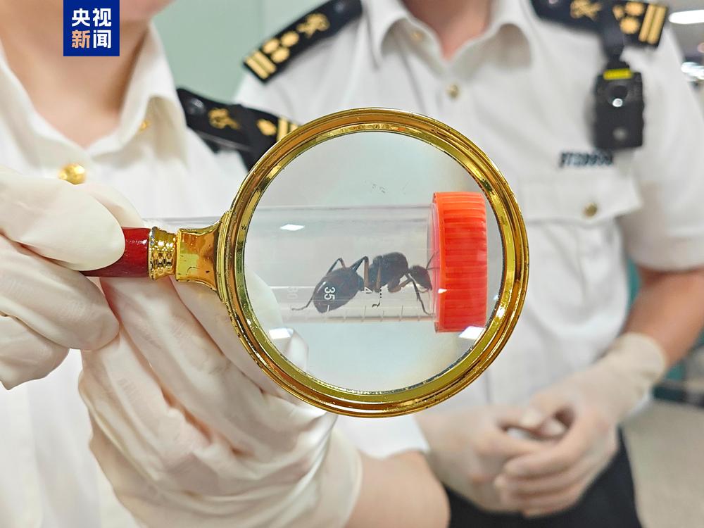 厦门海关查获807只“异宠”，包括巨人恐蚁和华丽金螳