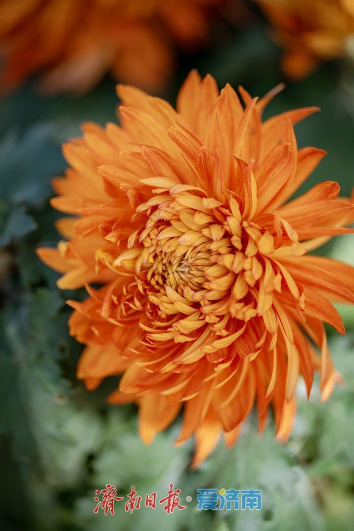 濟(jì)南趵突泉菊展:初冬時(shí)節(jié)菊花爭(zhēng)艷 滿園錦繡引客來