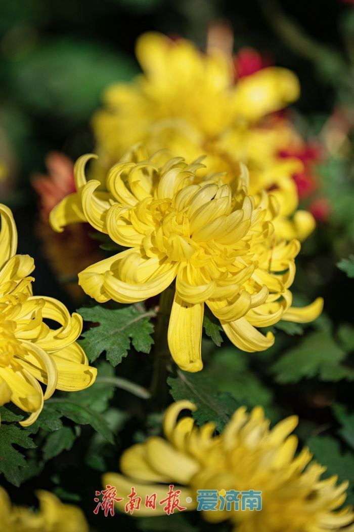 濟(jì)南趵突泉菊展:初冬時(shí)節(jié)菊花爭(zhēng)艷 滿園錦繡引客來