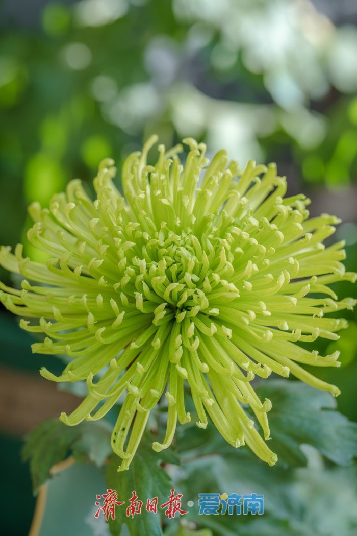 濟(jì)南趵突泉菊展:初冬時(shí)節(jié)菊花爭(zhēng)艷 滿園錦繡引客來