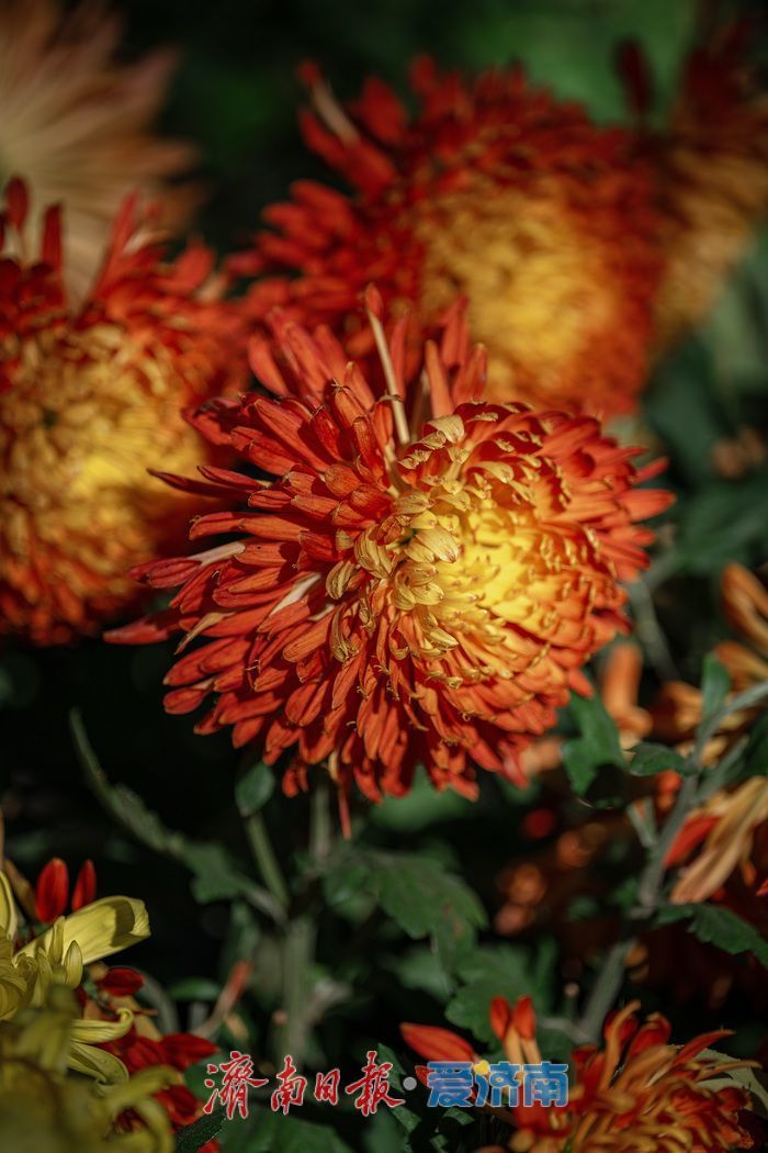 濟(jì)南趵突泉菊展:初冬時(shí)節(jié)菊花爭(zhēng)艷 滿園錦繡引客來