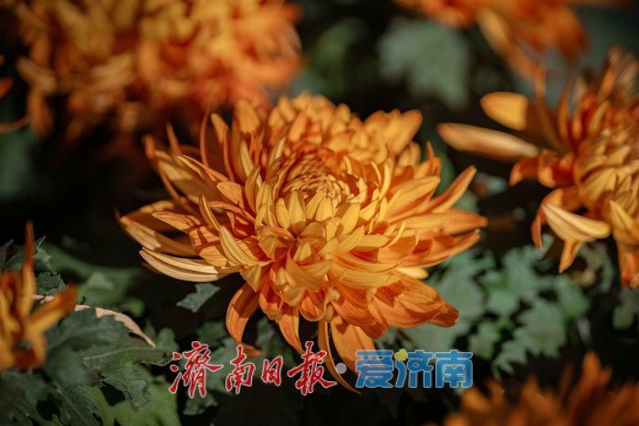 濟(jì)南趵突泉菊展:初冬時(shí)節(jié)菊花爭(zhēng)艷 滿園錦繡引客來
