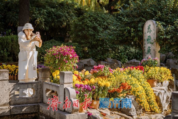 濟(jì)南趵突泉菊展:初冬時(shí)節(jié)菊花爭(zhēng)艷 滿園錦繡引客來