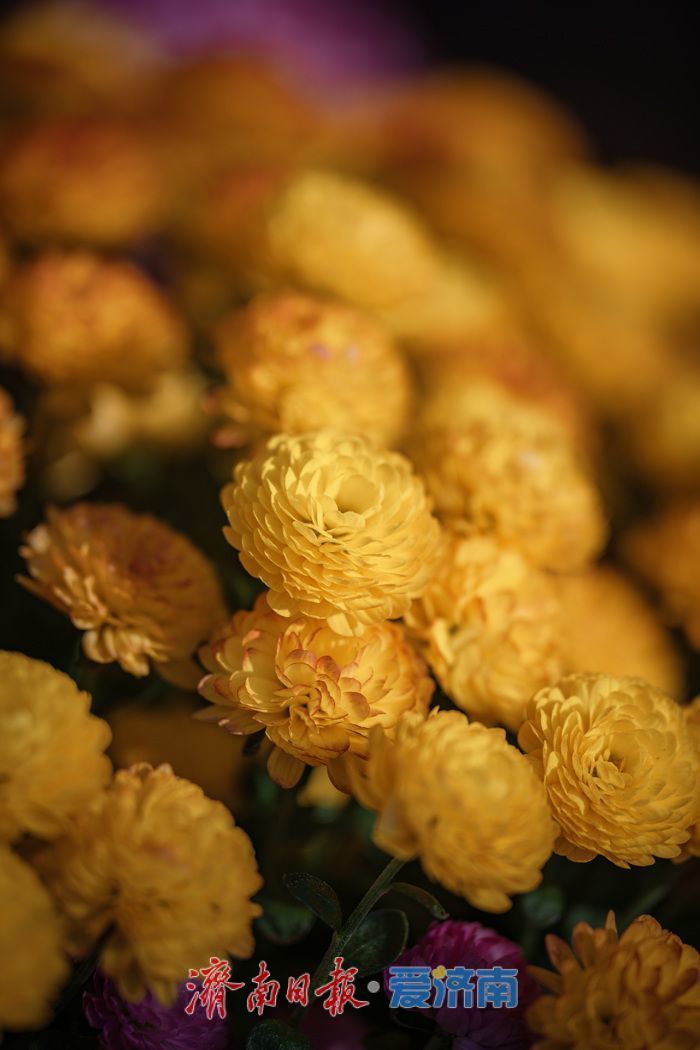 濟(jì)南趵突泉菊展:初冬時(shí)節(jié)菊花爭(zhēng)艷 滿園錦繡引客來